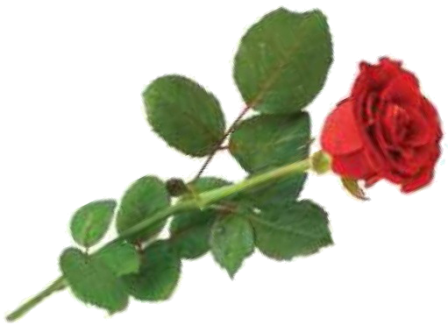 Una rosa per Genova