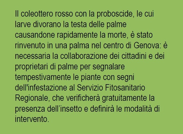 Infestazione a Genova