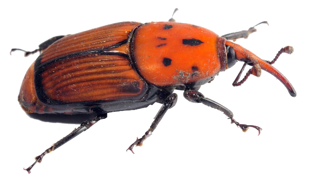 punteruolo rosso