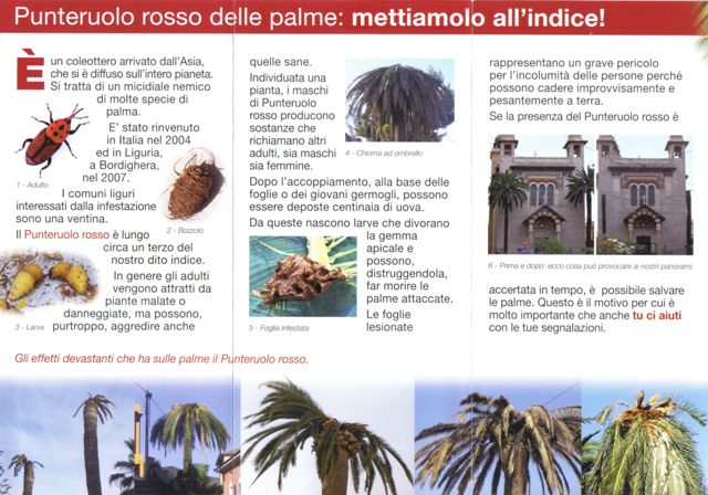 Informazioni sul punteruolo rosso